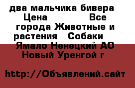 два мальчика бивера › Цена ­ 19 000 - Все города Животные и растения » Собаки   . Ямало-Ненецкий АО,Новый Уренгой г.